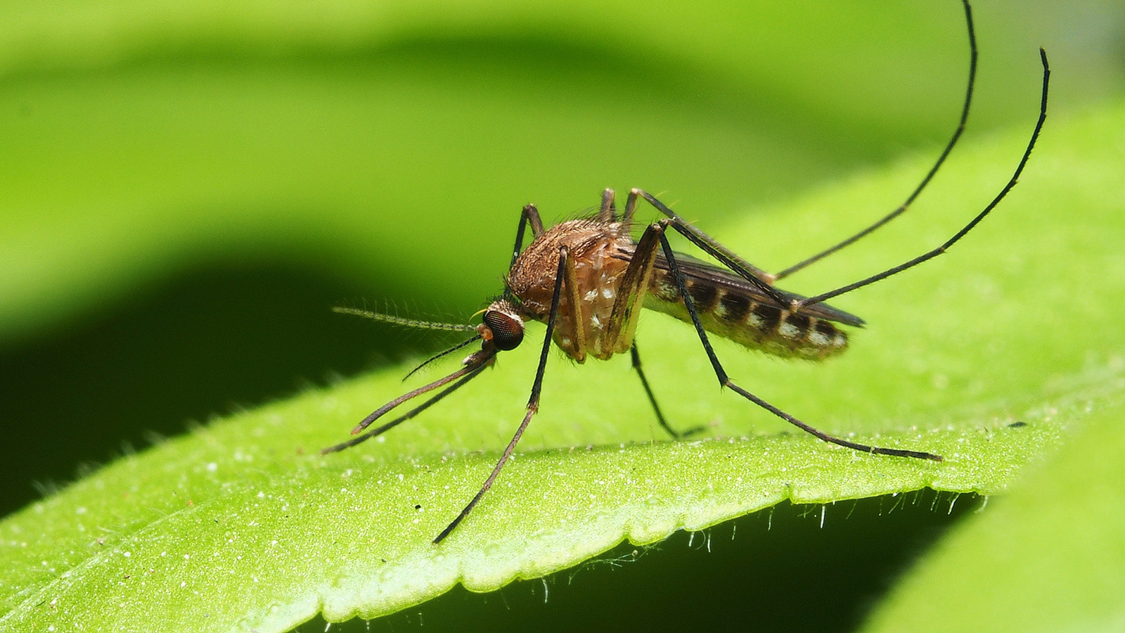 Essential Tips For Keeping Mosquitoes Out Of Your Backyard Water Features