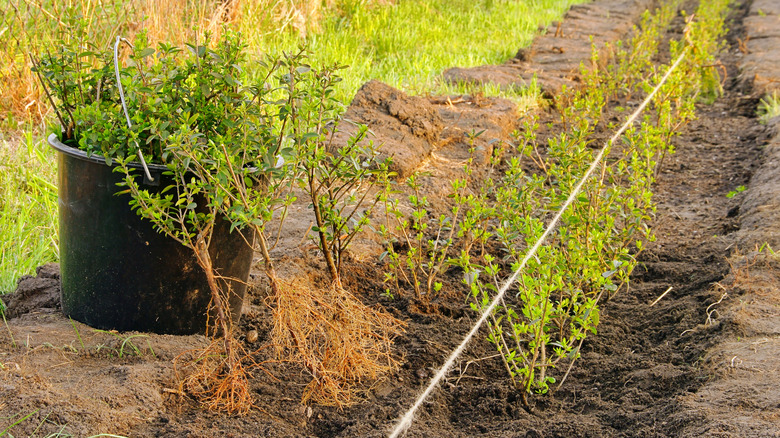 bare rooted hedge plants