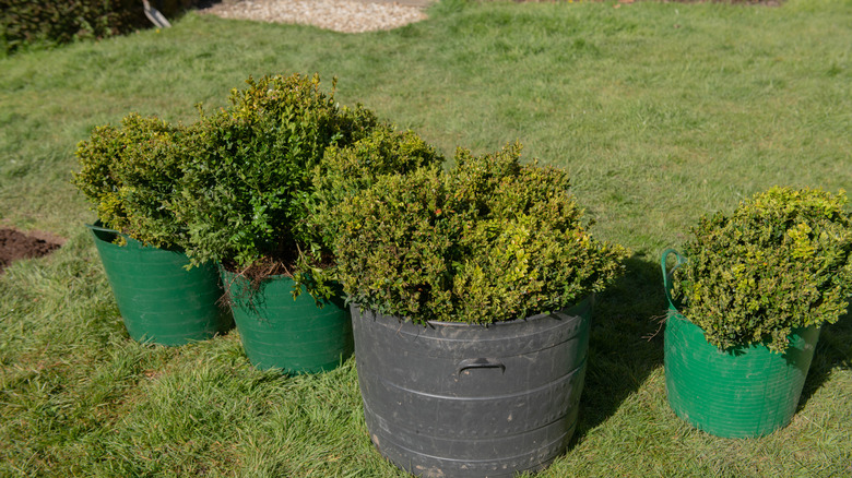 soaking bare root boxwood plants