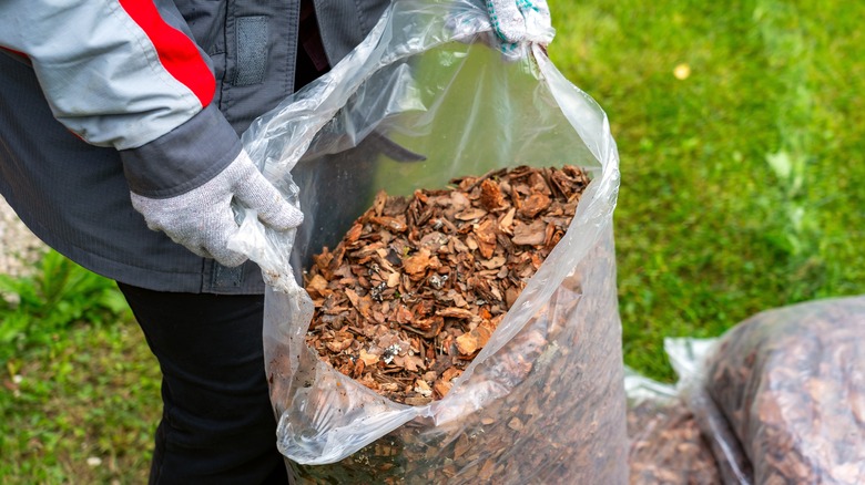 Applying bark mulch to cover traces of newly planted daffodil bulbs