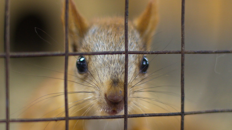 Squirrel behind a wire cage