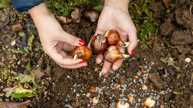 Person planting daffodil bulbs