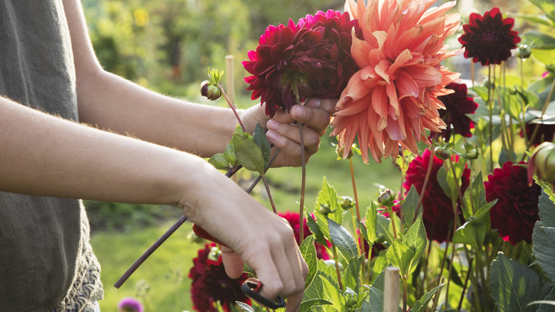 A woman cutting flowers in a garden with pruning shears