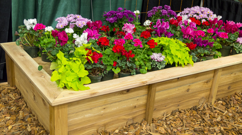 Wooden garden planter box filled with blooming flowers