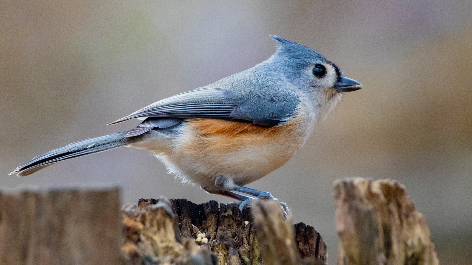 How To Attract Tufted Titmouse Birds To Your Yard