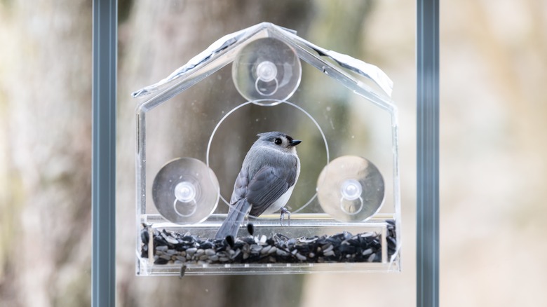 Tufted titmouse sitting on feeder