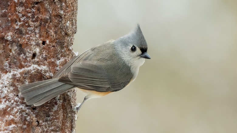 Tufted titmouse on tree