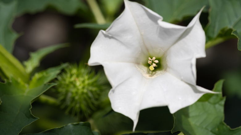 Jimsonweed flower