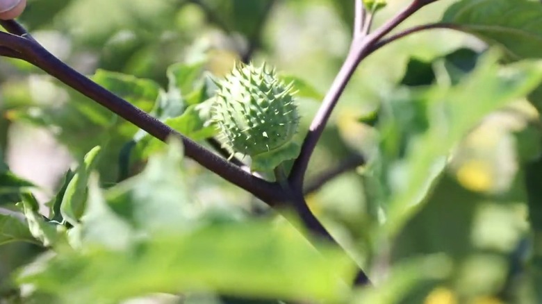 Toxic jimsonweed seed