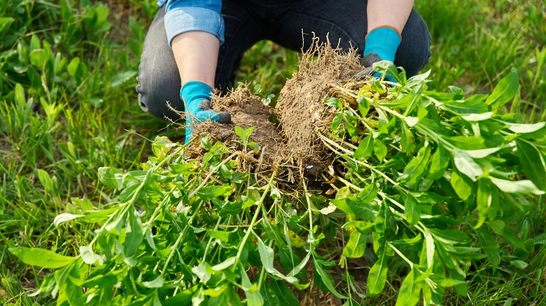 gardener dividing plant