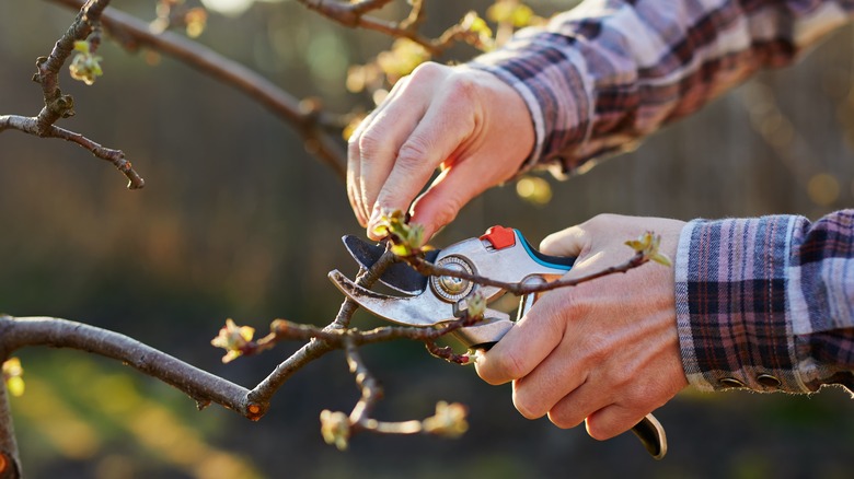 gardener pruning tree