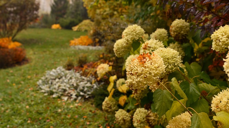 fading hydrangeas in early fall yard