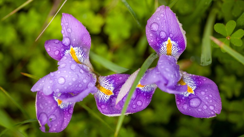 Algerian iris