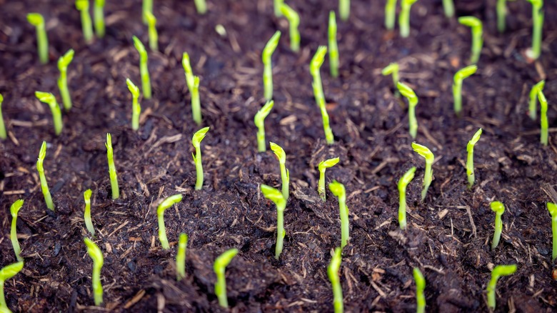 seedlings