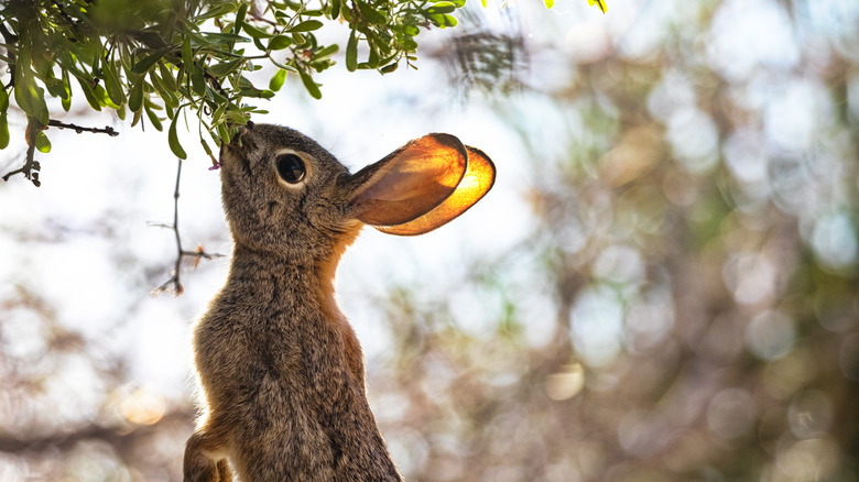 rabbit eating plant