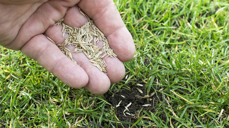 grass seed in hand