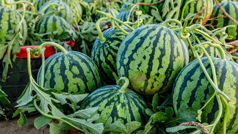 watermelons on vine