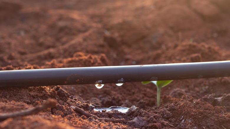 watermelon seedlings with drip irrigation 