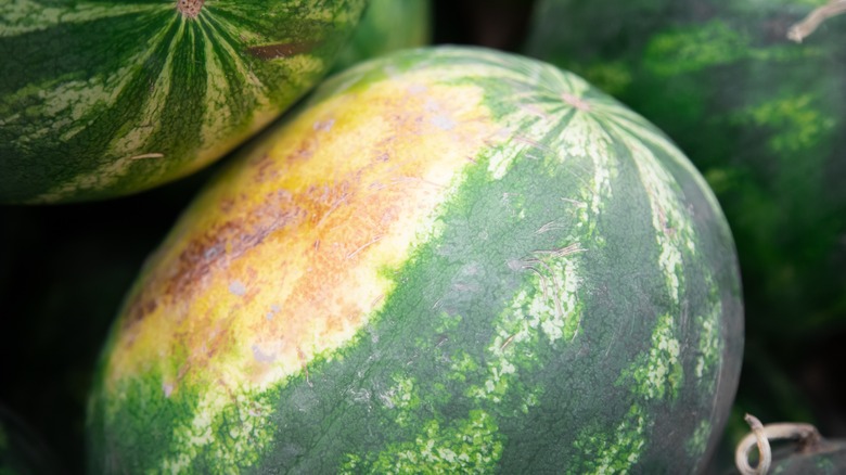 watermelon with yellow spot