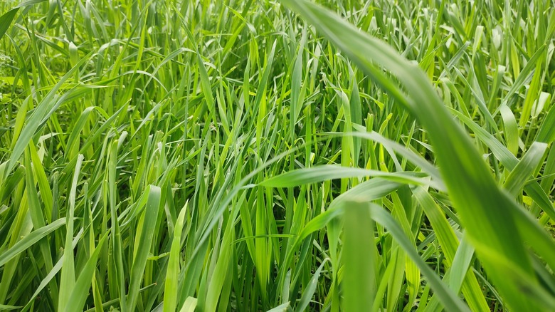 Perennial ryegrass lush and green