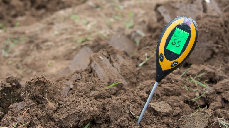 soil pH meter reading 6.5