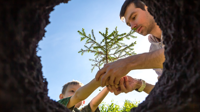 planting an evergreen tree