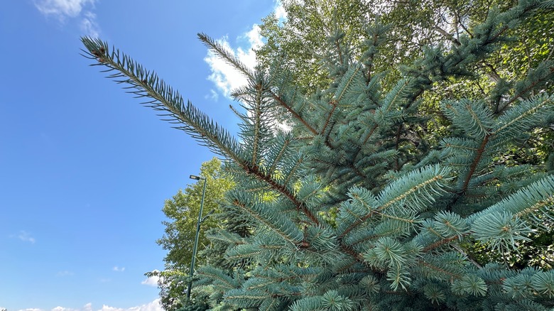 colorado blue spruce tree