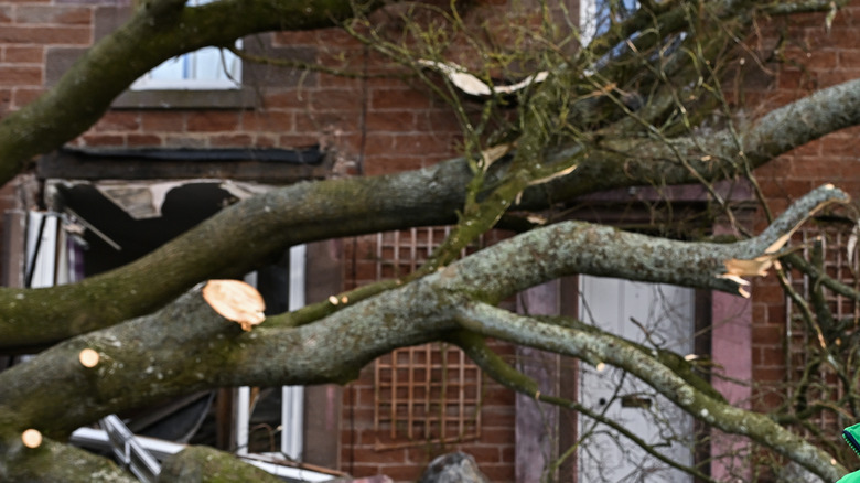 Tree branches covering front house