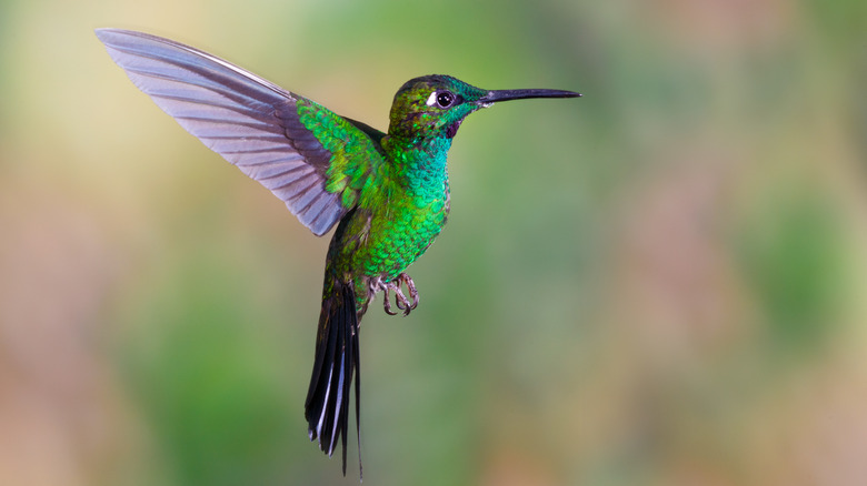 Green and purple hummingbird in flight