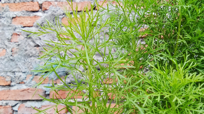 Southernwood's green foliage growing in garden against a red brick wall