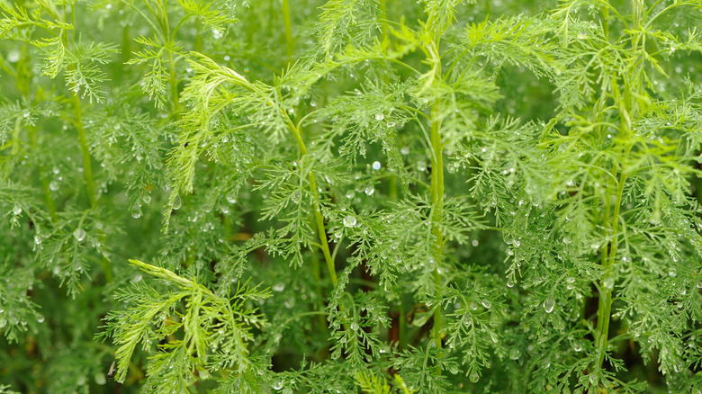 Southernwood plants with droplets of water clinging to them