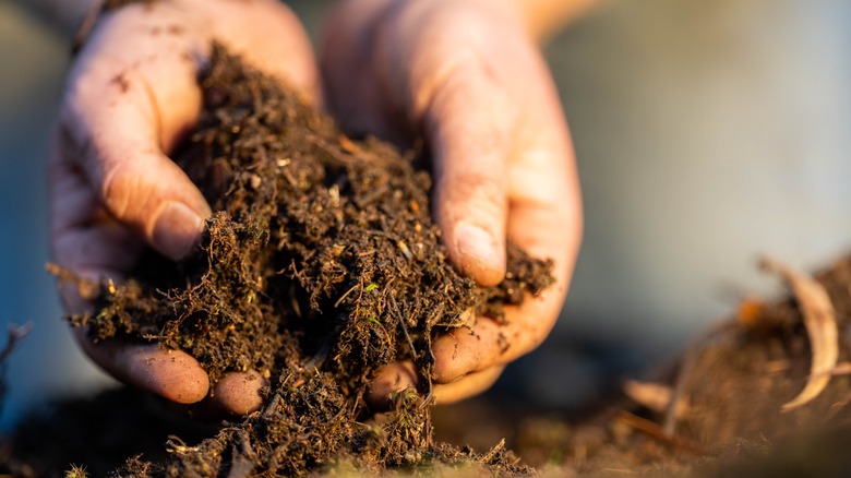 Hands holding soil in yard