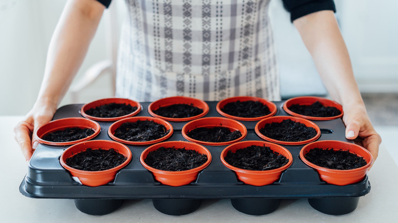 Person in blue and white apron setting down tray of orange seedling pots filled with soil