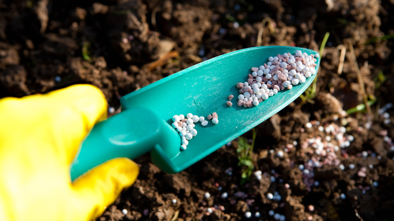 Gloved hand adding fertilizer to soil