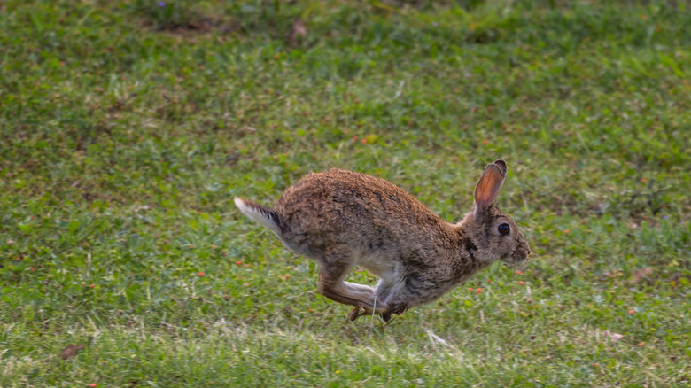 A wild rabbit running in a field