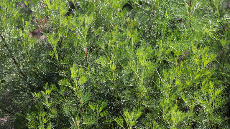 Cola plant with green foliage growing in garden