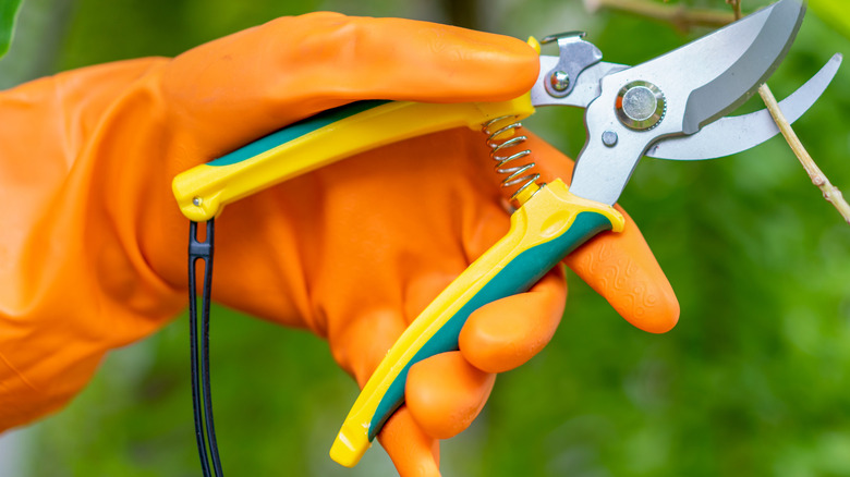 Gloved hand holding pruning shears