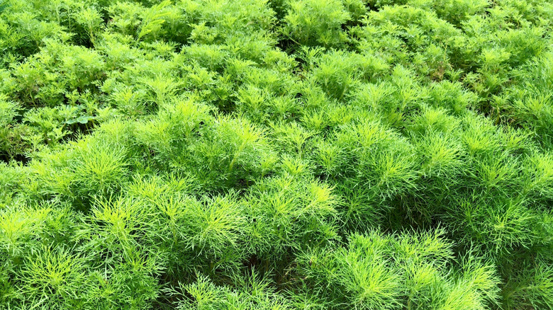 Young southernwood plants in yard