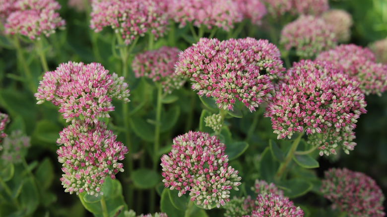 Pink sedum flowers blooming in garden