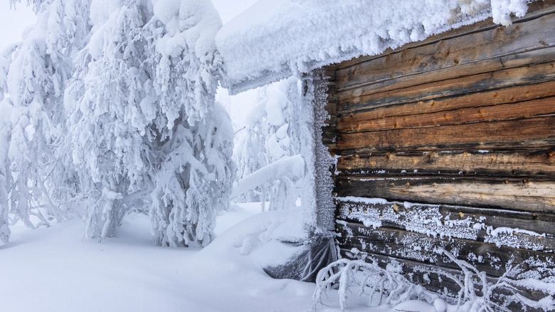 Trees that are covered in heavy snow next to a snow covered shed