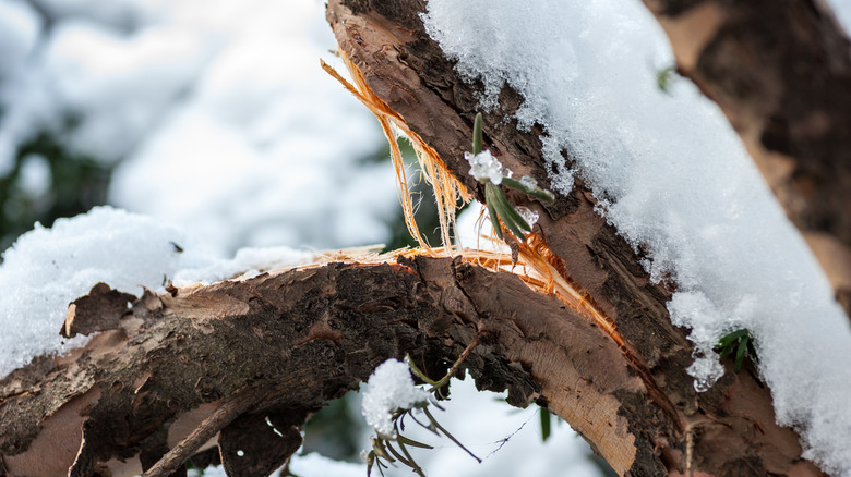 A tree has suffered damage and has a split branch.