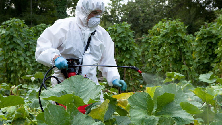 man spraying pumpkin field with pesticides