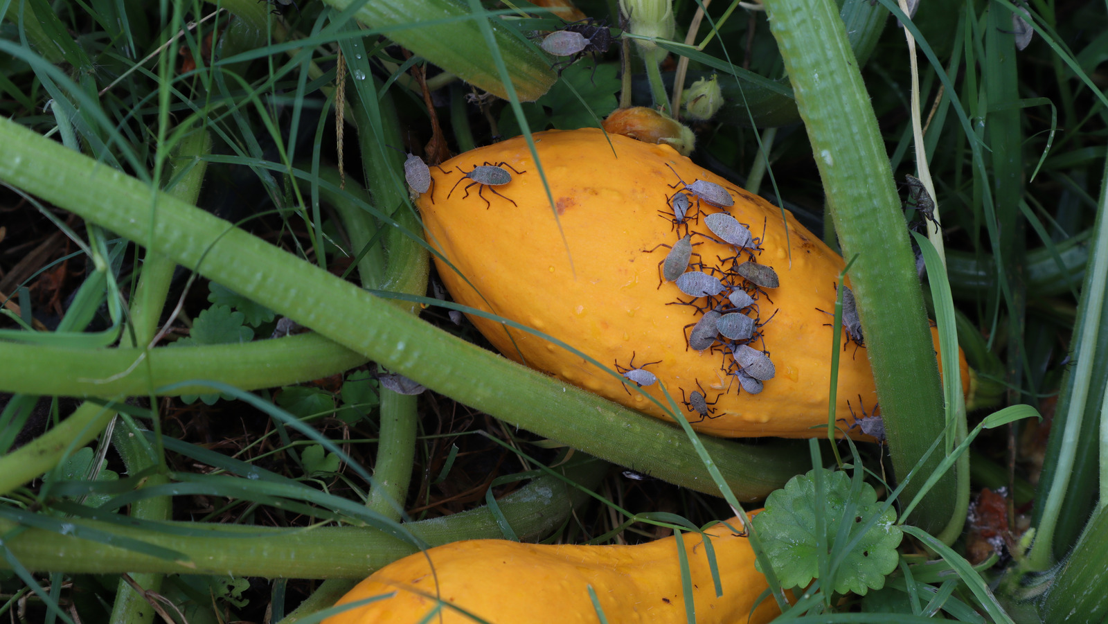 Everything You Need To Know About Getting Squash Bugs Out Of Your Garden