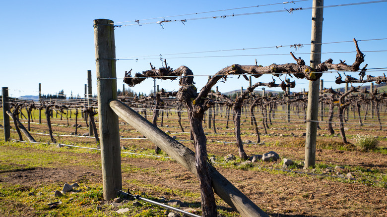 dormant grapevines in vineyard