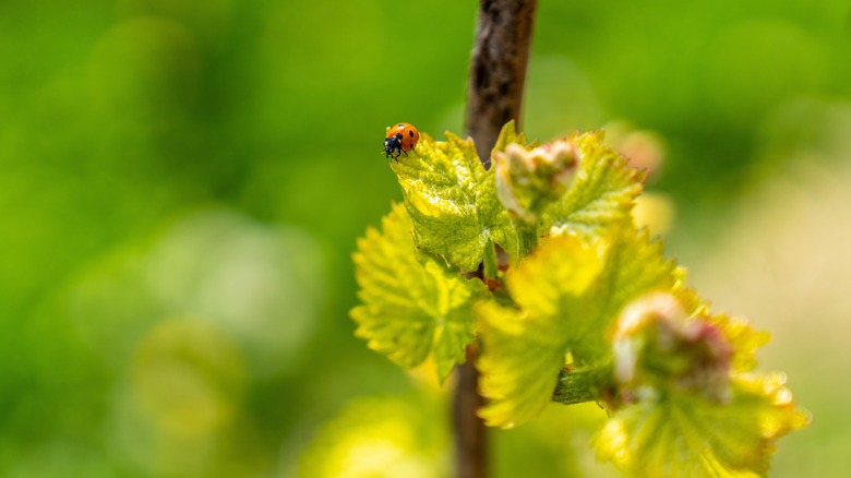 ladybugs on grape leaf