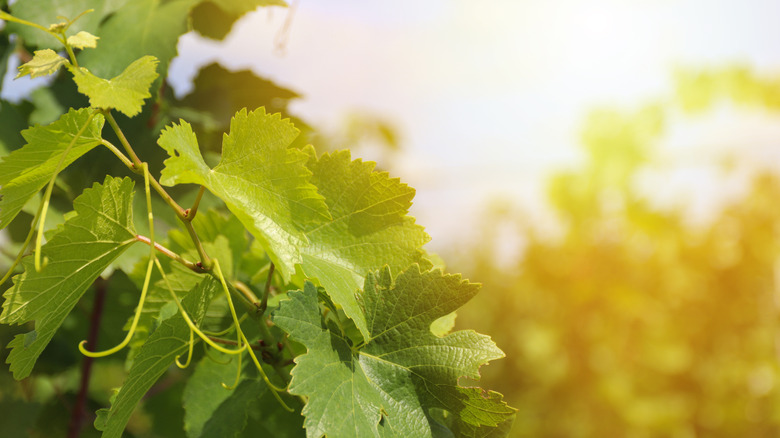 grape leaves with sunshine