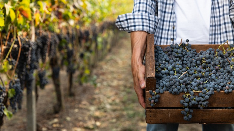 man in vineyard with grapes