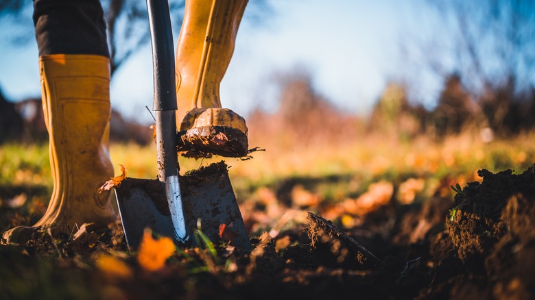 person with shovel digging