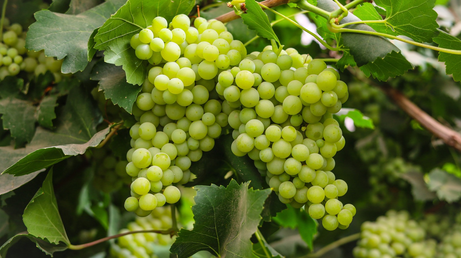 Everything You Need To Know About Growing Your Own Grapes
