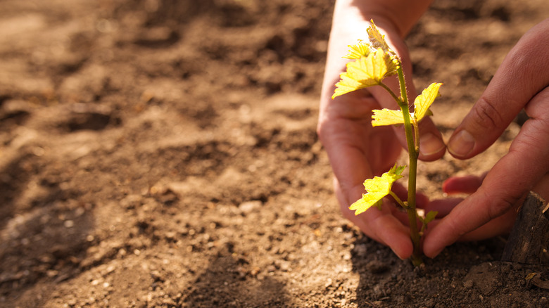 planting a small grapevine plant 